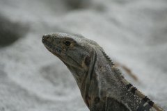 05-Iguana